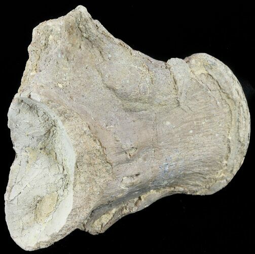 Mosasaur (Platecarpus) Dorsal Vertebra - Kansas #60661